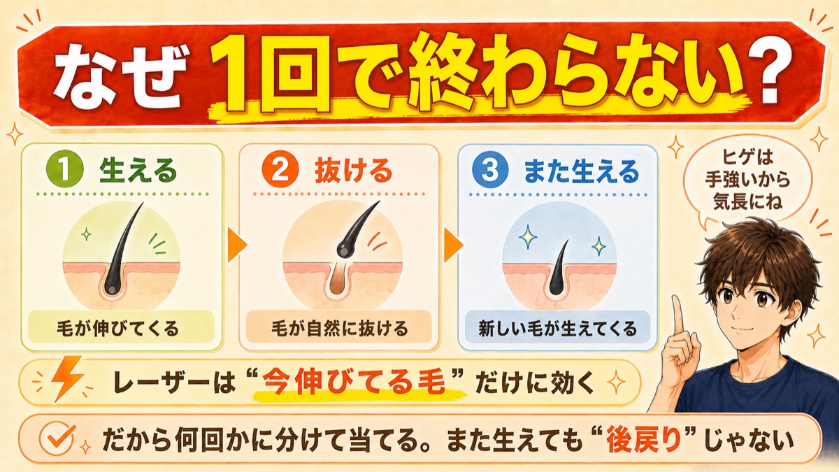 ヒゲ脱毛が1回で終わらない理由を毛周期（生える・抜ける・また生える）で示した図